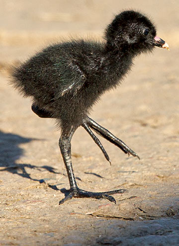 Black Crake juvenile